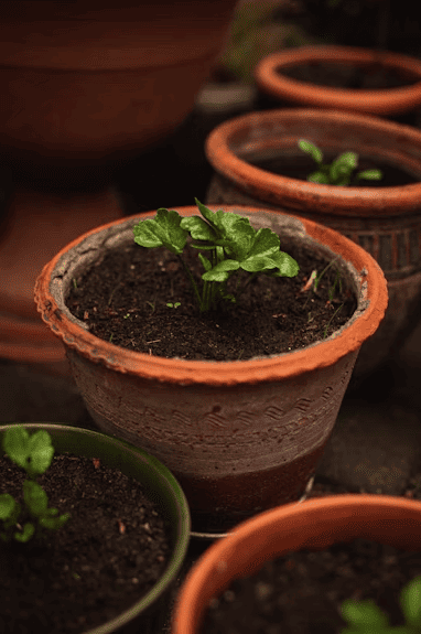 ¿Cómo hacer un jardín polinizador en casa?