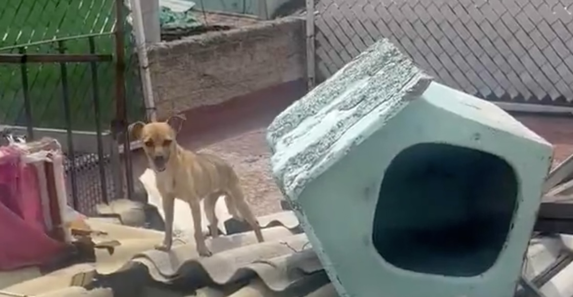 perrito-salvar-rescatar-apolo-husky-laura-sanchez-ley-oscar-balmen-cdmx-carcel-1