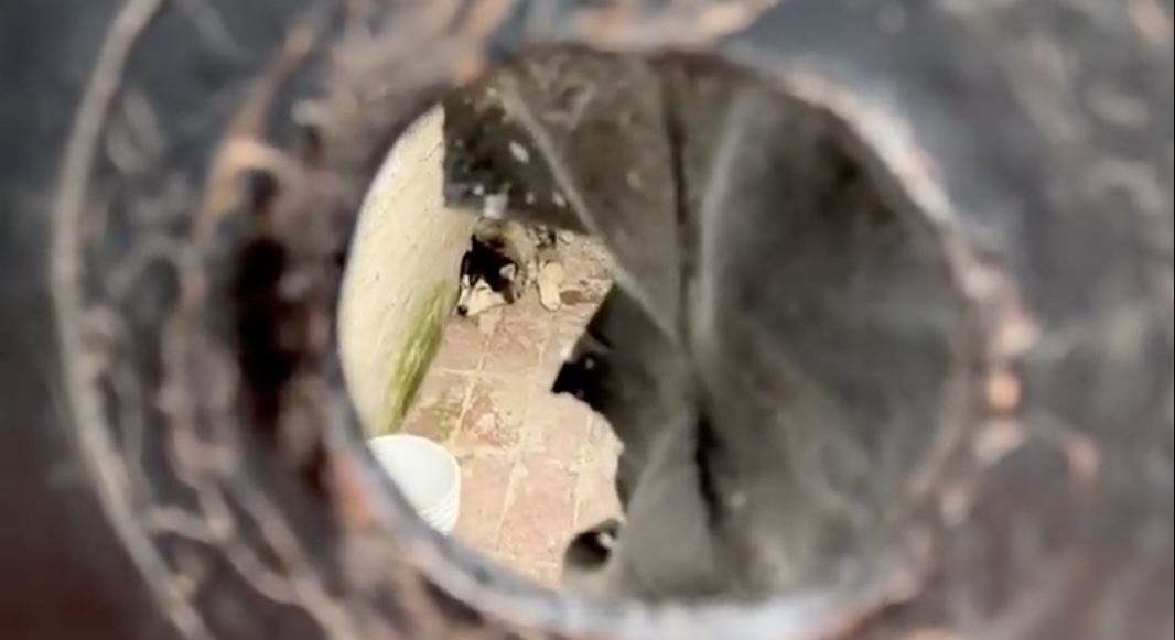 perrito-salvar-rescatar-apolo-husky-laura-sanchez-ley-oscar-balmen-cdmx-carcel-2.