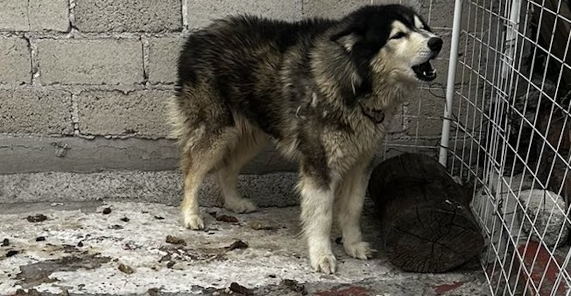 perrito-salvar-rescatar-apolo-husky-laura-sanchez-ley-oscar-balmen-cdmx-carcel-3