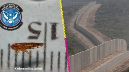 Osbornellus-salsus-destacada