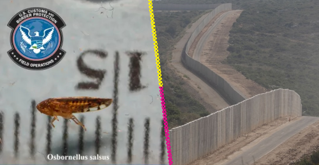 Osbornellus-salsus-destacada