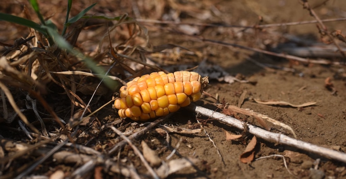 Más de 5 días de bloqueos: 6 puntos de la protesta de agricultores en México