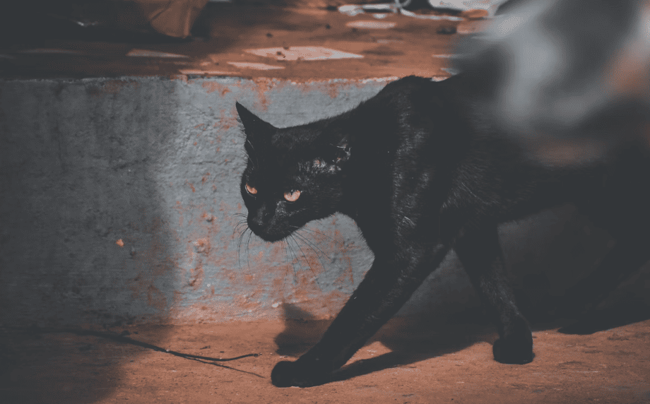 Siete cuentos de terror 