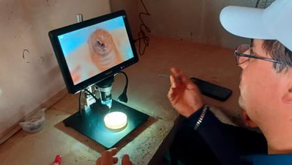 detectan-nuevo-caso-gusano-barrenador-nuevo-leon-1