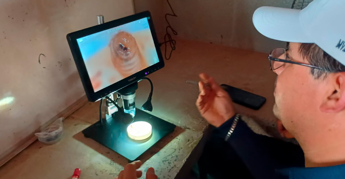 detectan-nuevo-caso-gusano-barrenador-nuevo-leon-1