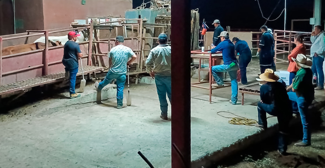 detectan-nuevo-caso-gusano-barrenador-nuevo-leon-2