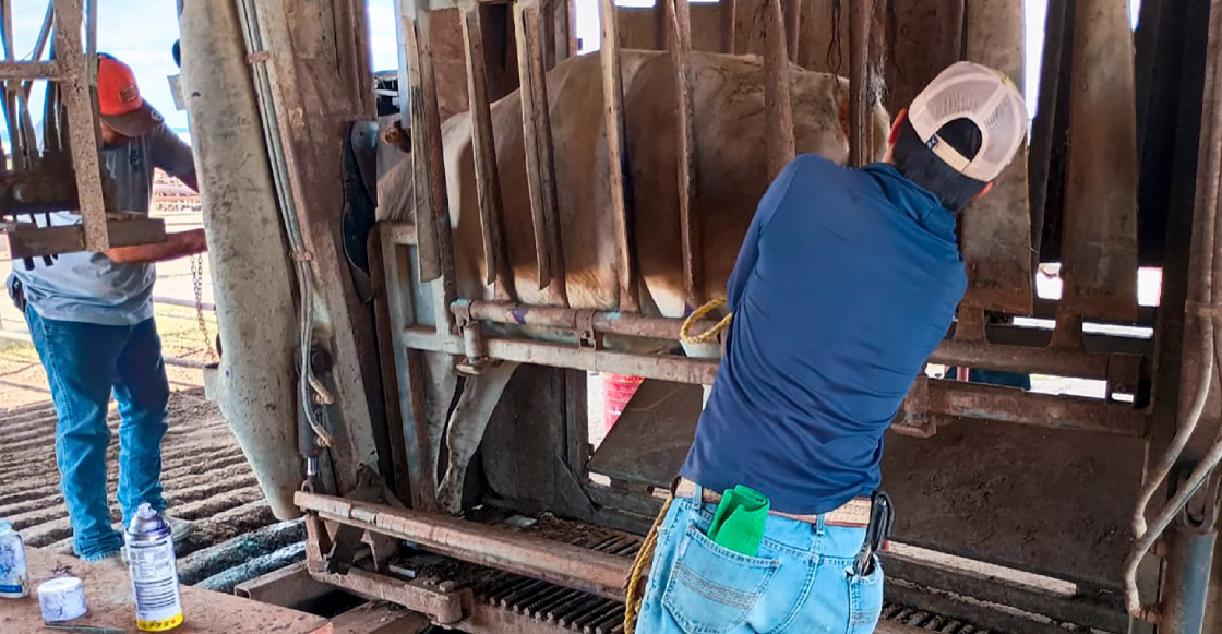 detectan-nuevo-caso-gusano-barrenador-nuevo-leon-1