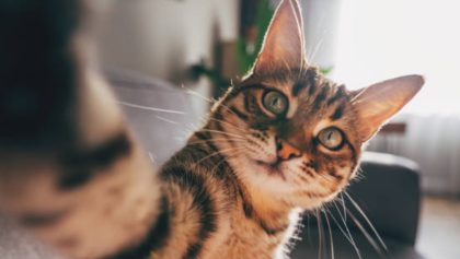 dia-internacional-gato-fechas-mundo-celebracion-destacada