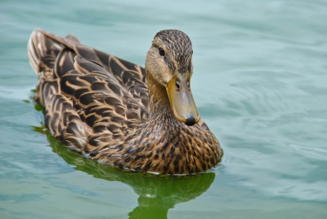 La historia de los lagos de Chapultepec