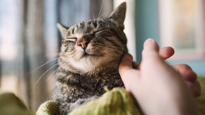 hombre-debe-pagar-pension-alimenticia-gatos