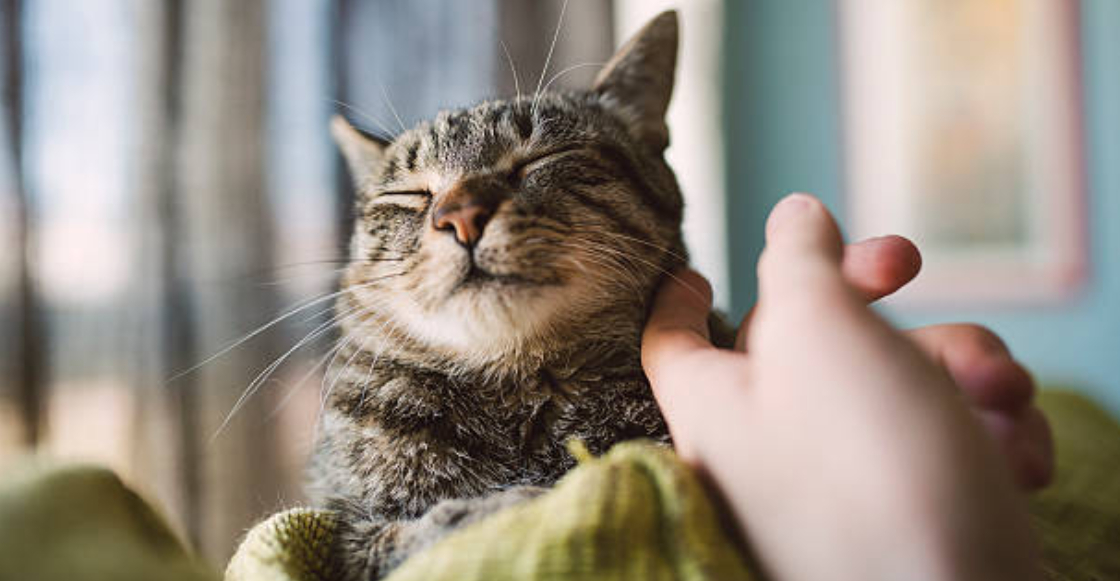 hombre-debe-pagar-pension-alimenticia-gatos