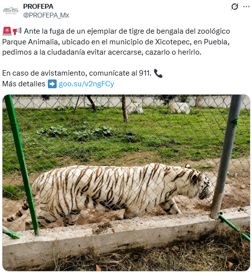 Tigre de bengala muere por inundaciones en Puebla