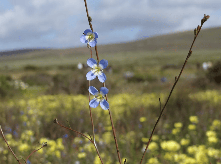 Poemas sobre la muerte de Jaime Sabines 