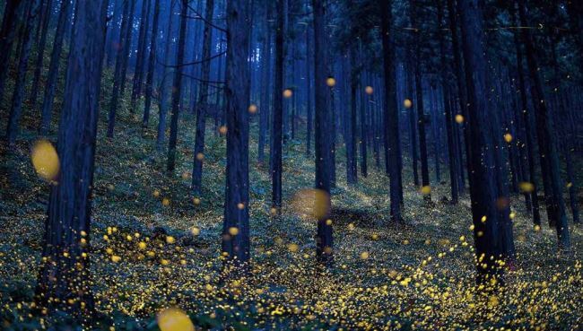 La luciérnaga que descubrieron en el Bosque de Chapultepec