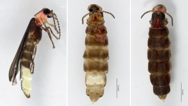 La luciérnaga que descubrieron en el Bosque de Chapultepec