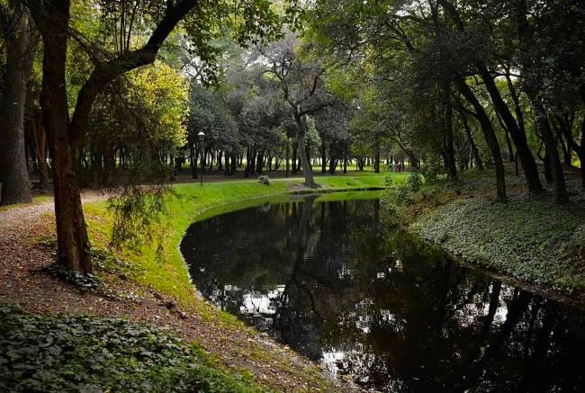 La luciérnaga que descubrieron en el Bosque de Chapultepec