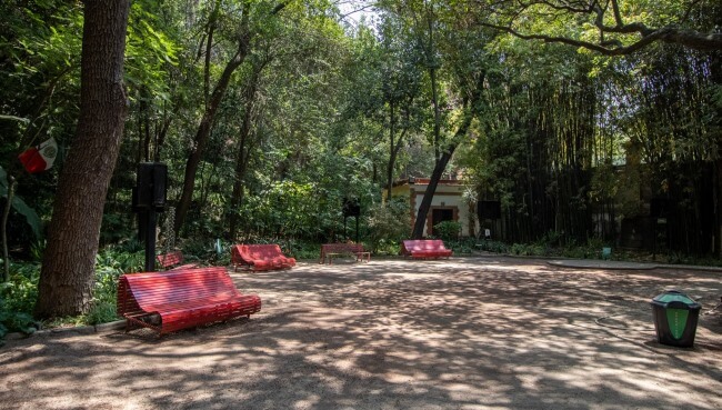 La luciérnaga que descubrieron en el Bosque de Chapultepec