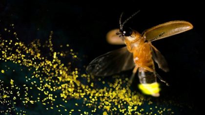 La luciérnaga que descubrieron en el Bosque de Chapultepec