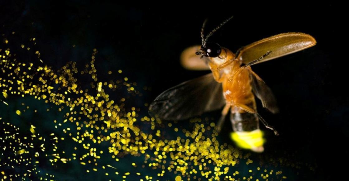 La luciérnaga que descubrieron en el Bosque de Chapultepec