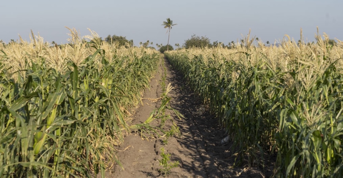 Más de 5 días de bloqueos: 6 puntos de la protesta de agricultores en México