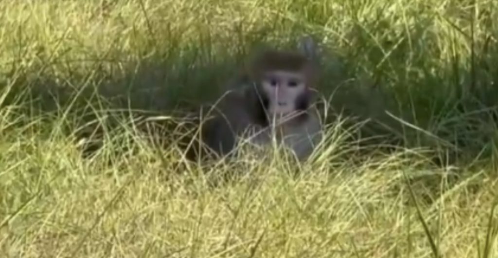 monos-infectados-escapan-camion-misisipi-1