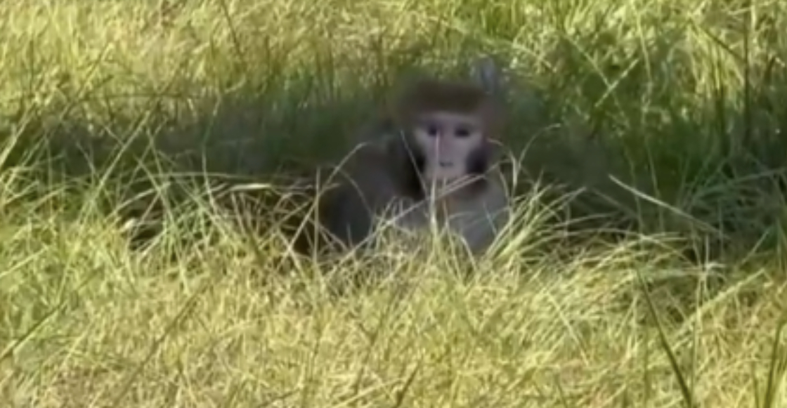 monos-infectados-escapan-camion-misisipi-1