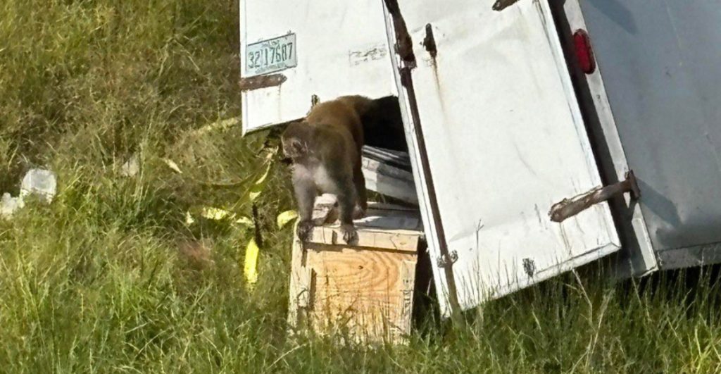 monos-infectados-escapan-camion-misisipi