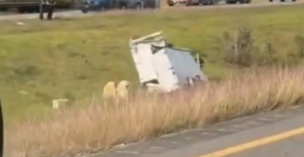 monos-infectados-escapan-camion-misisipi-2