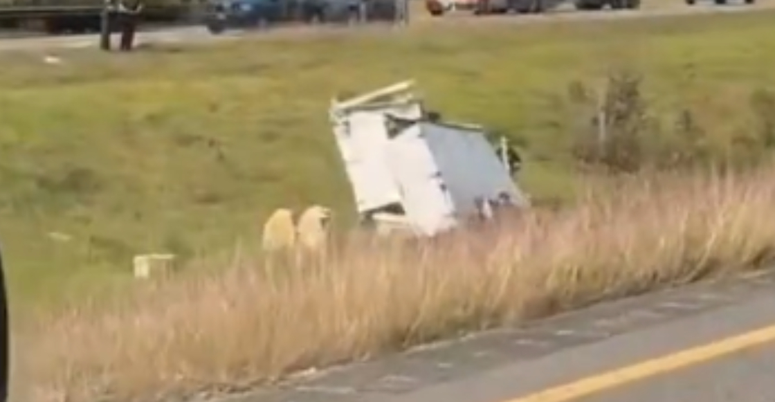 monos-infectados-escapan-camion-misisipi-2