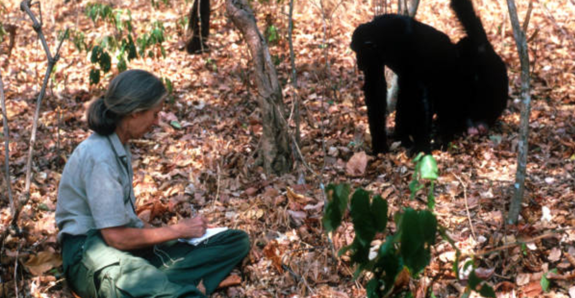 muere-jane-godall-pionera-estudio-chimpances-1