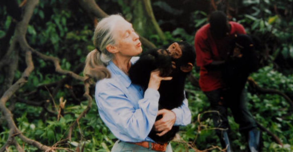 muere-jane-godall-pionera-estudio-chimpances