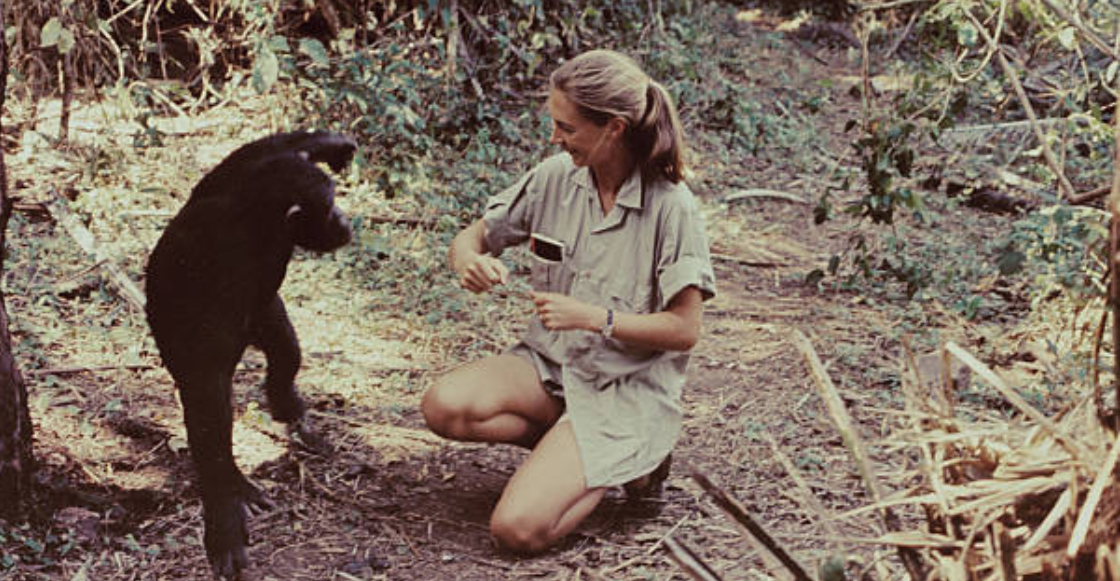 muere-jane-godall-pionera-estudio-chimpances-2