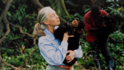 muere-jane-godall-pionera-estudio-chimpances