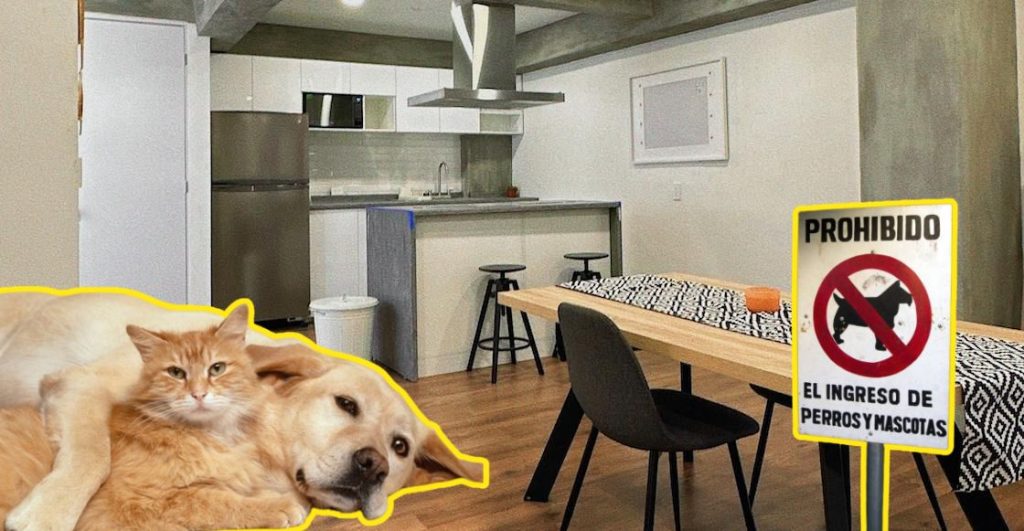 no-podran-negarte-renta-cdmx-tienes-mascotas-ninos-destacada