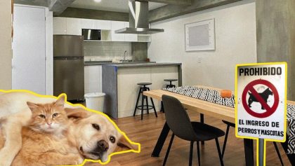 no-podran-negarte-renta-cdmx-tienes-mascotas-ninos-destacada