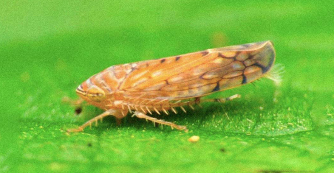 nueva-plaga-frontera-mexico-estados-unidos-osbornellus-salsus-1