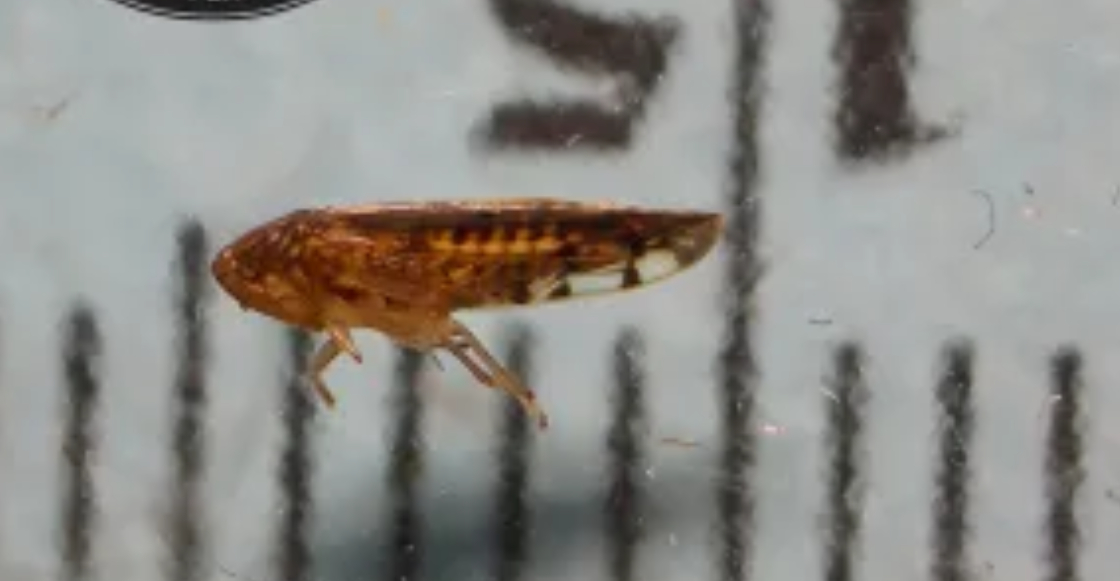 nueva-plaga-frontera-mexico-estados-unidos-osbornellus-salsus