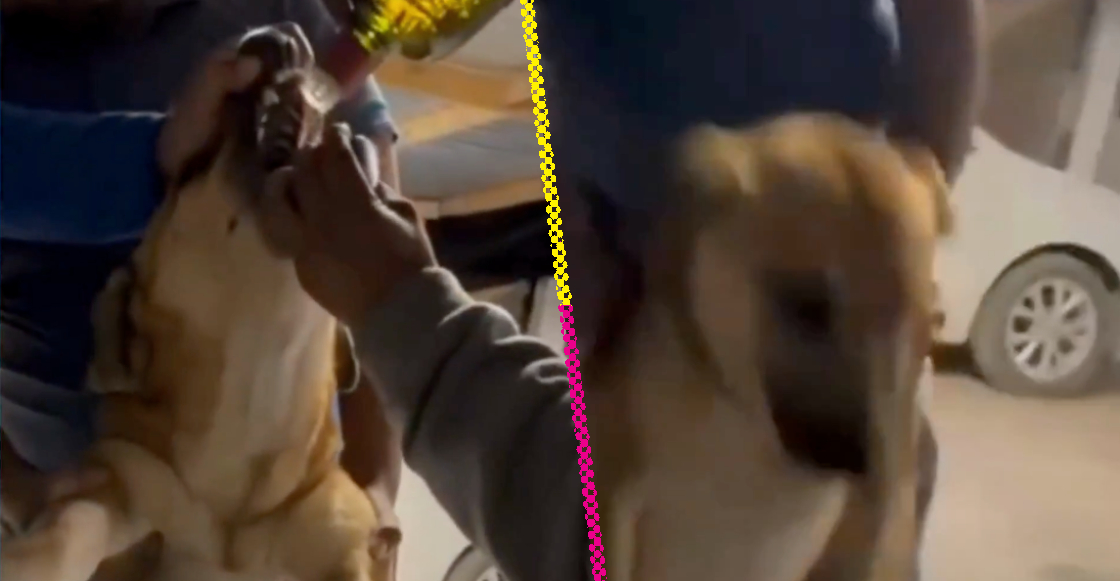 obligan-perro-beber-whisky-samuel-garcia-nuevo-leon-1