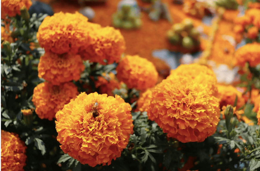 ¿Cómo poner una ofrenda prehispánica?