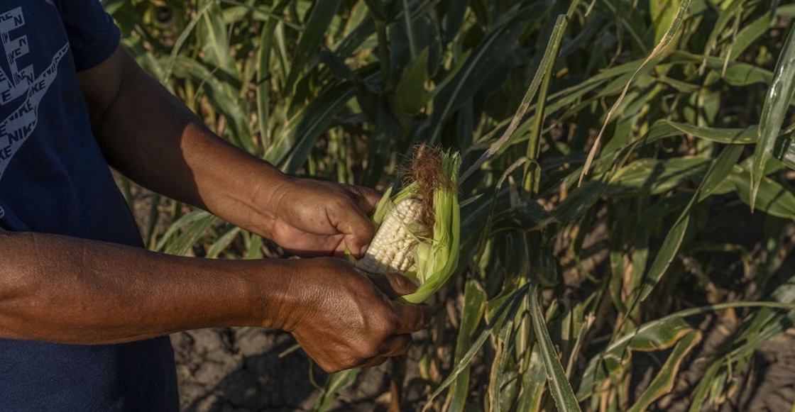 Más de 5 días de bloqueos: 6 puntos de la protesta de agricultores en México