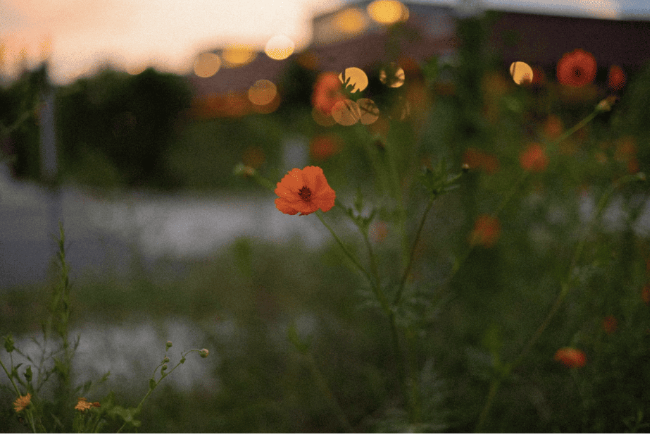 Campos de flores cerca de la CDMX