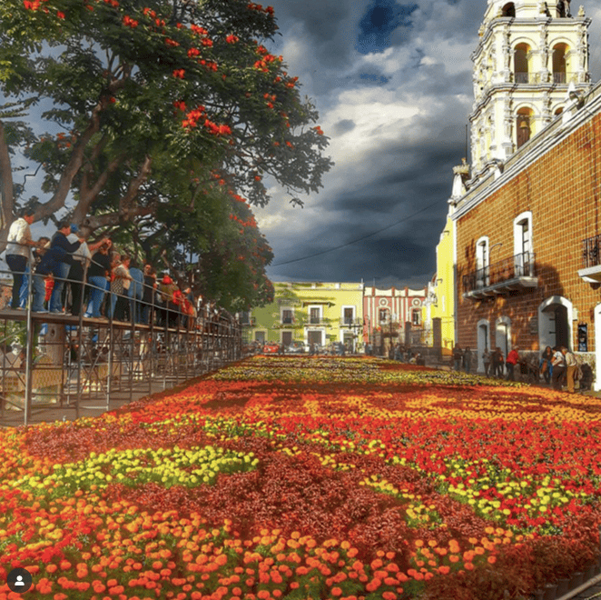 Campos de flores cerca de la CDMX