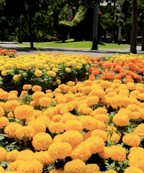 Campos de flores cerca de la CDMX
