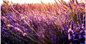 Campos de flores cerca de la CDMX