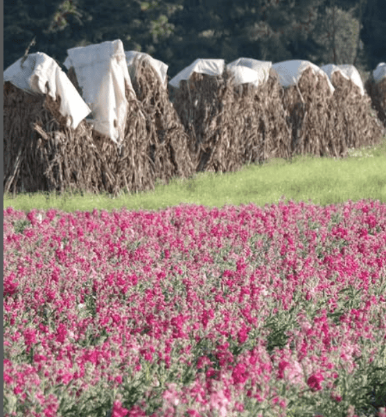 Campos de flores cerca de la CDMX