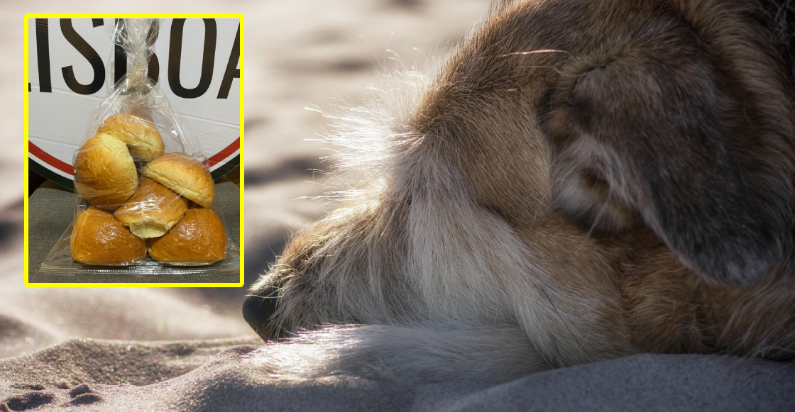 Clausuran crematorio clandestino de mascotas que usaba fachada de una pandería