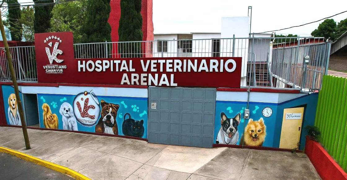 Sobre el primer hospital veterinario público que abrirá 24 horas al día