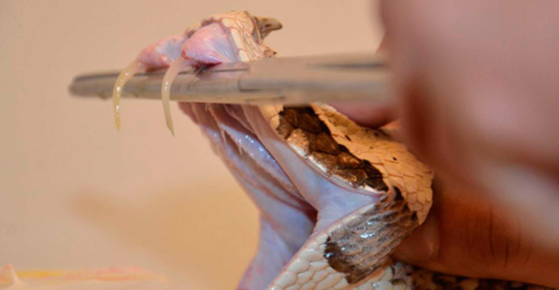 investigadores-unam-antiveneno-contra-mordeduras-serpientes-africa-1