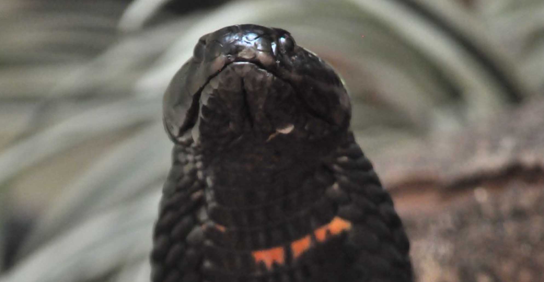 investigadores-unam-antiveneno-contra-mordeduras-serpientes-africa-2